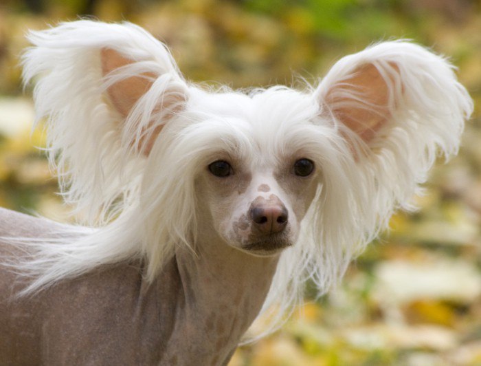 Фото волосатых собак