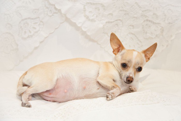 Беременная собака чихуахуа