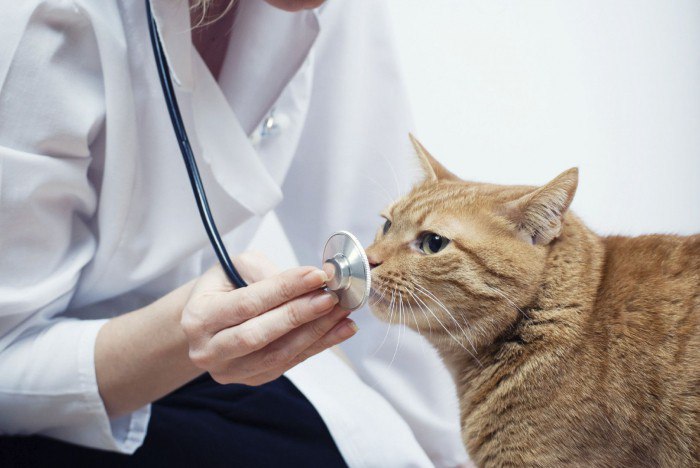лечение сахарного диабета у кошек - 2