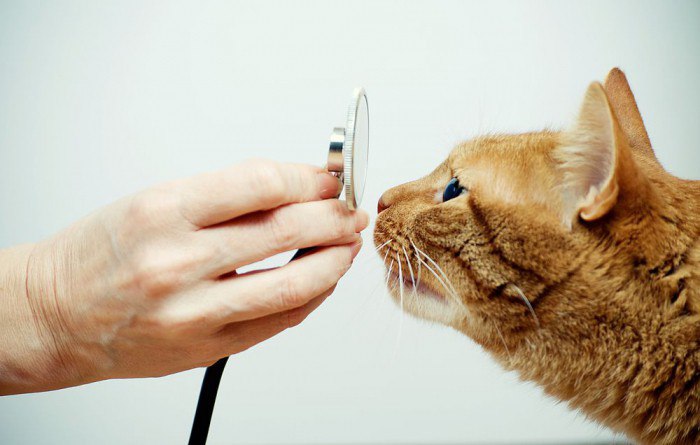 Лечение кошачьего ринита