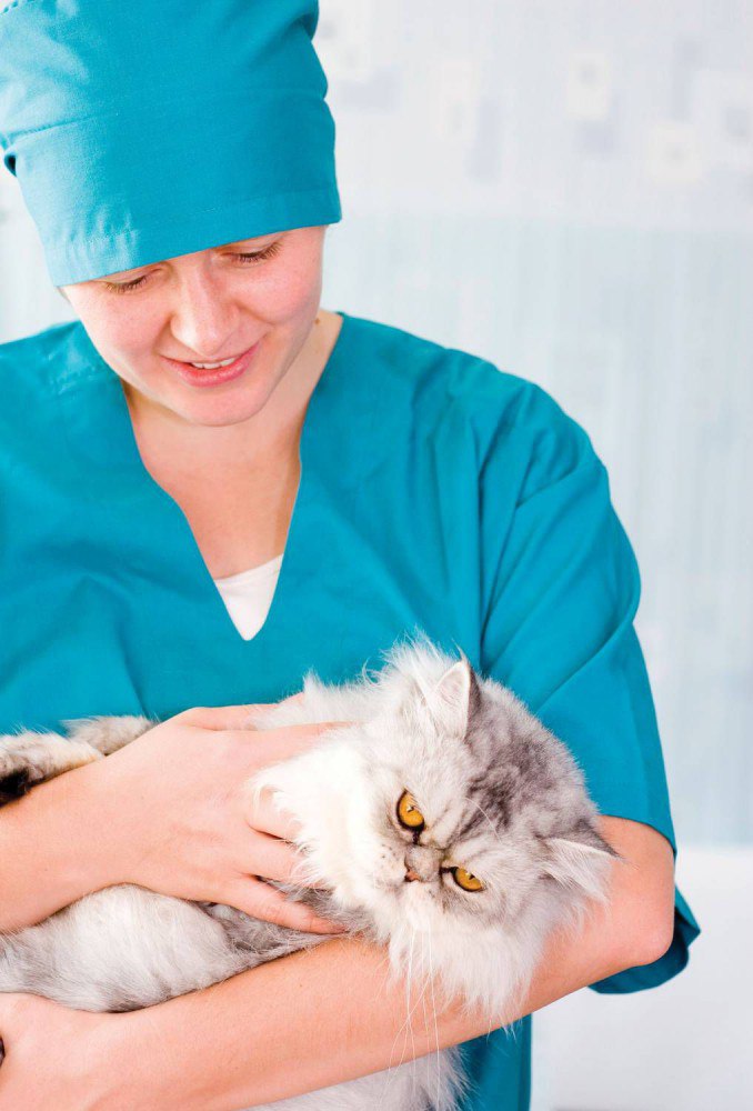 Лечение кошачьего ринита - 2