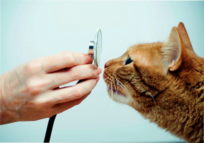 Как лечатся травмы челюсти у кошек? thumbnail