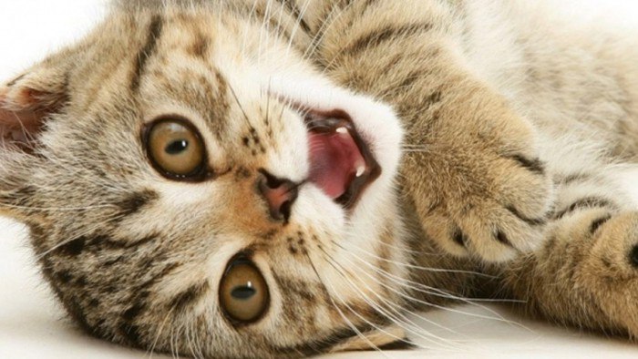 Что нужно знать о повадках кошек?