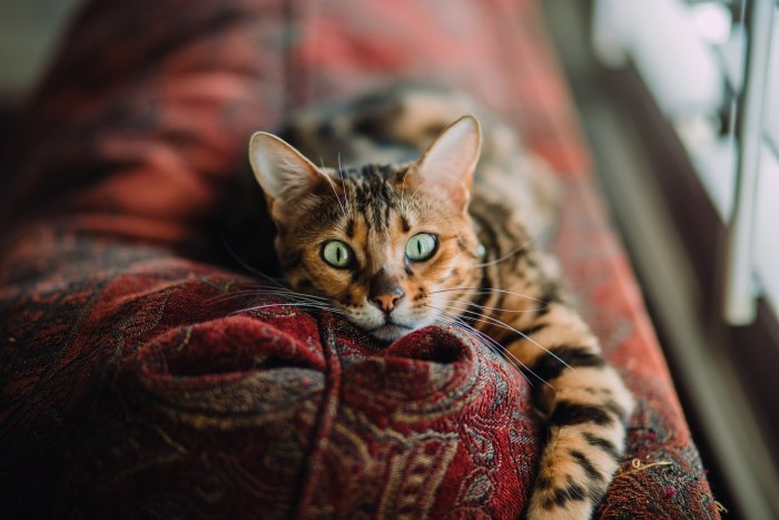 Как приучить кота к лежанке: рекомендации владельцам
