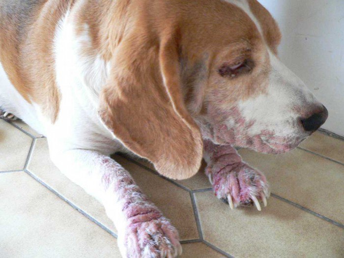 Причины и проявления Аллергии у собак