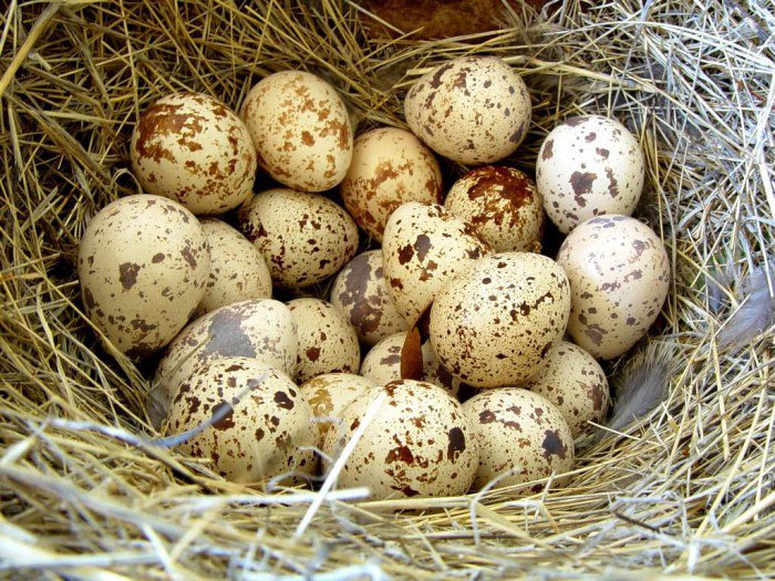 Как принимать перепелиные яйца, их польза и вред