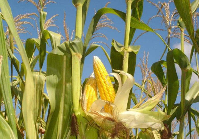Как обеспечить условия для посадки кукурузы на даче?