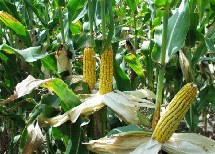 Как самостоятельно вырастить кукурузу на даче: подробная инструкция