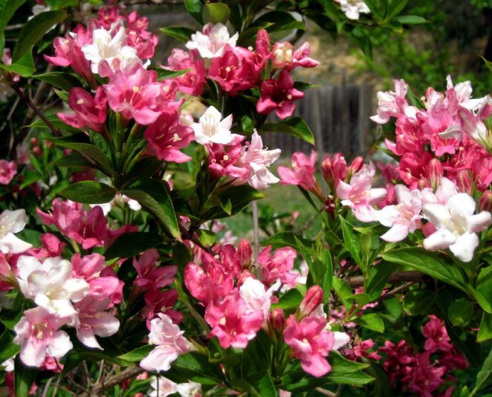 Куст цветет розовыми цветами ранней весной фото с названиями