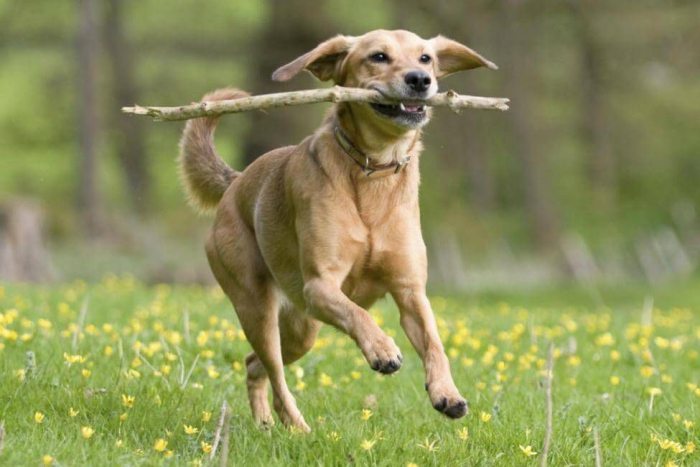 Как самостоятельно научить собаку бегать за палкой - 2