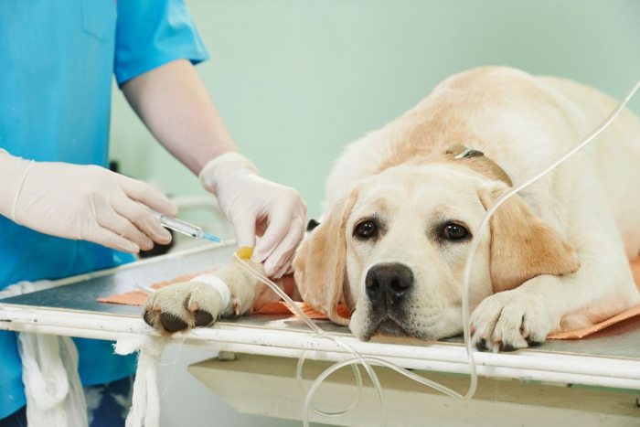 Диагностика и лечение мочекаменной болезни у собак