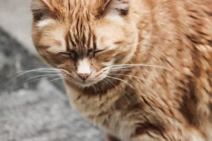 Причины и симптомы запора у домашних котов