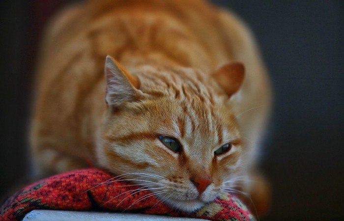 лечение при крови в моче у кошки