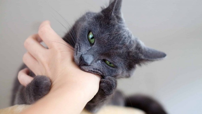 Страшнее кошки зверя нет: укусила кошка, опухла рука – что делать?