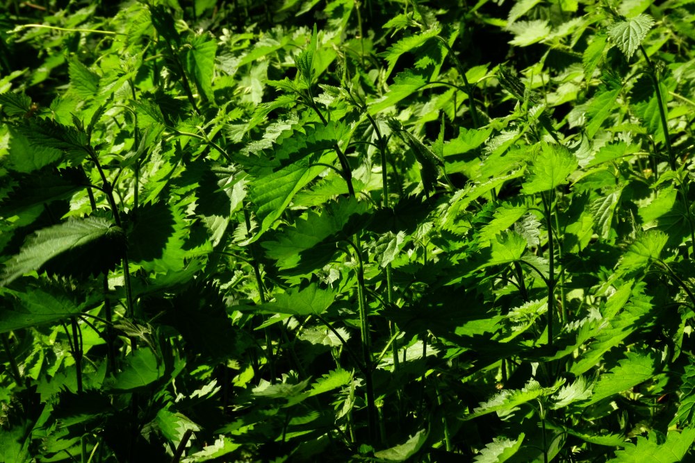 Трава в мази от ожогов сканворд thumbnail